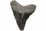 2.57" Juvenile Megalodon Tooth - South Carolina - #203168-1